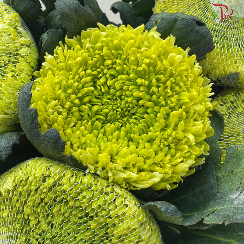 Net Mum Chrysanthemum Big
