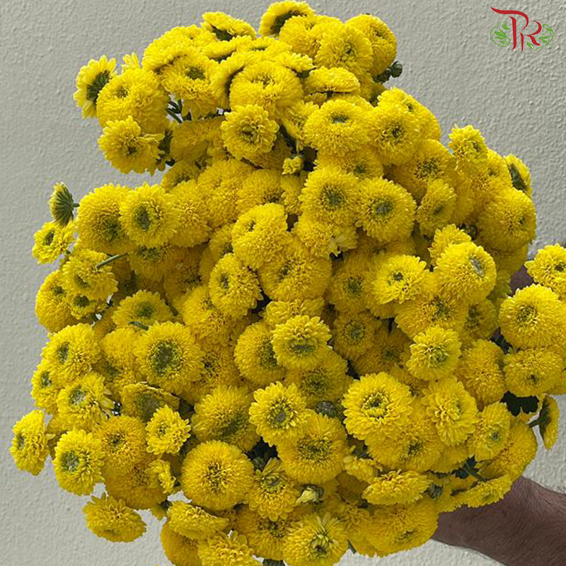 Chrysanthemum Pompom Dandelion