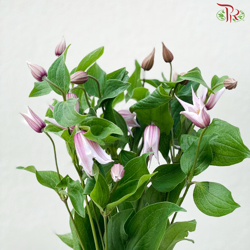 Clematis《铁线莲》