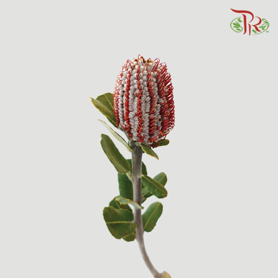 Banksia Coccinea - (2 Stems) - Pudu Ria Florist
