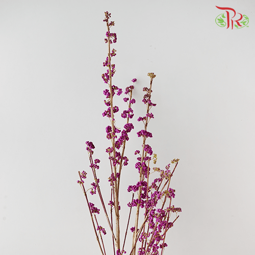 Callicarpa - Purple (Per Bunch) - Pudu Ria Florist