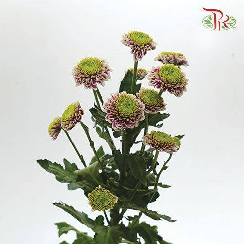 Pom Pom - Florini Okada (10 Stems) - Pudu Ria Florist