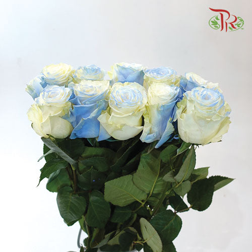 Ceres Rose - Light Blue Clouds (10 Stems) - Pudu Ria Florist