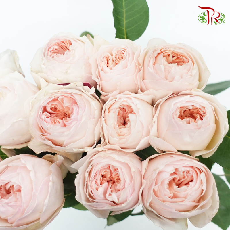 R' Prima David Austin Rose - Juliet (12 Stems)-Ecd-prflorist.com.my