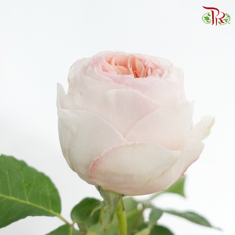 R' Prima David Austin Rose - Juliet (12 Stems)-Ecd-prflorist.com.my