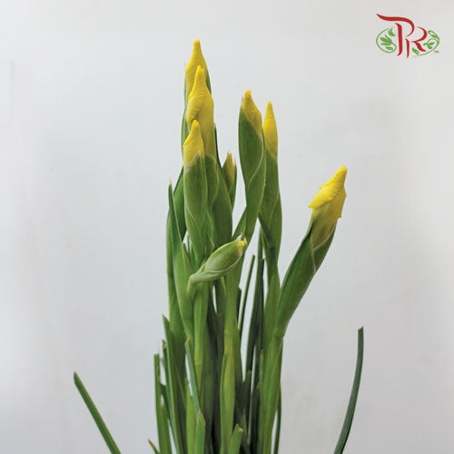 Iris Long Stems - Yellow (10 Stems) - Pudu Ria Florist
