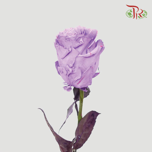 Ceres Rose - Piccaso Lavanda (10 Stems) - Pudu Ria Florist