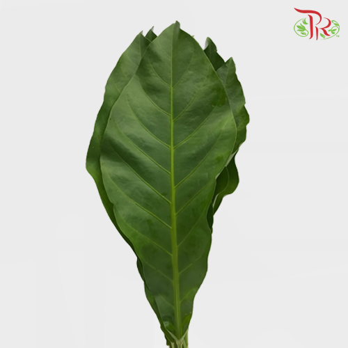 Rainforest - (S)-Malaysia-prflorist.com.my