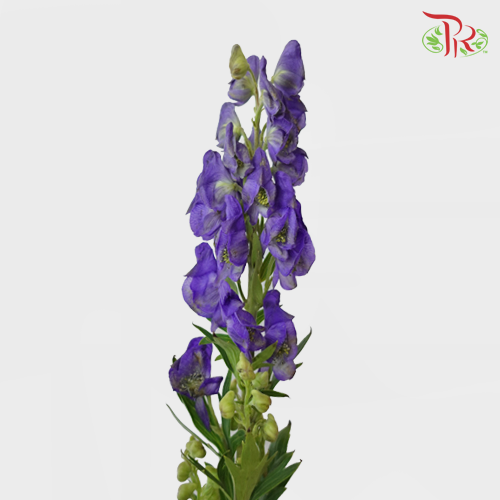 Ranales - (Per Bunch)-Purple-China-prflorist.com.my