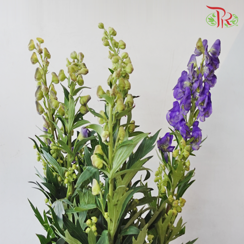 Ranales - (Per Bunch)-Purple-China-prflorist.com.my
