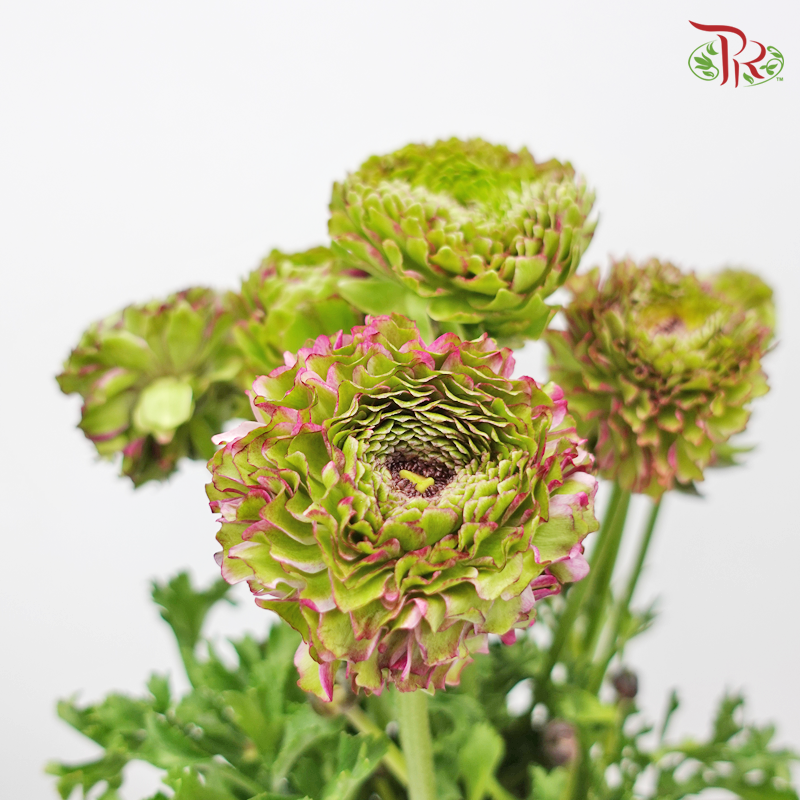 Ranunculus Pon Pon - Tone Pink/ Dark Pink (Per Bunch) - Pudu Ria Florist