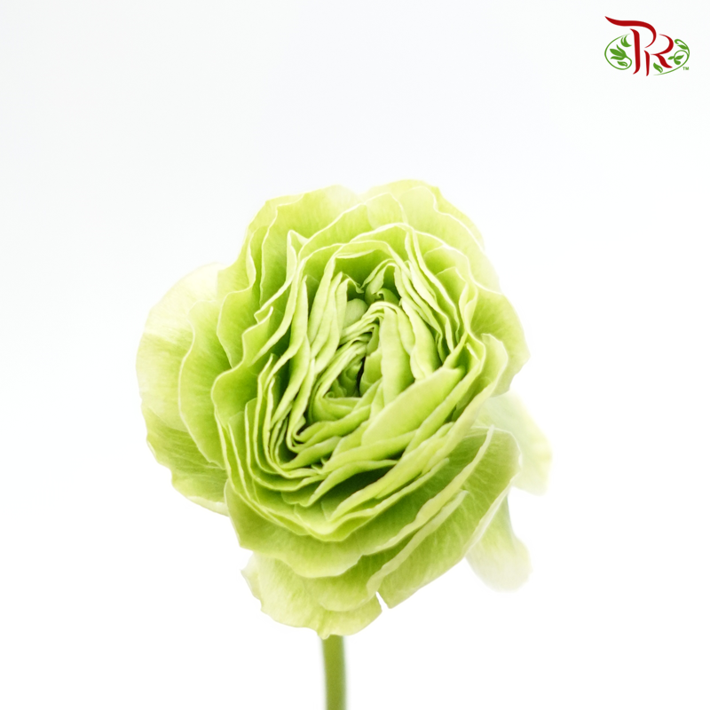 Ranunculus - Apple Green (5 Stems) ***FRAGILE-Green-Japan-prflorist.com.my