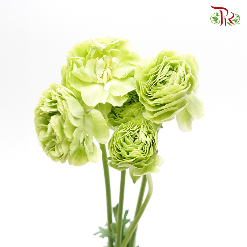 Ranunculus - Apple Green (5 Stems) ***FRAGILE-Green-Japan-prflorist.com.my