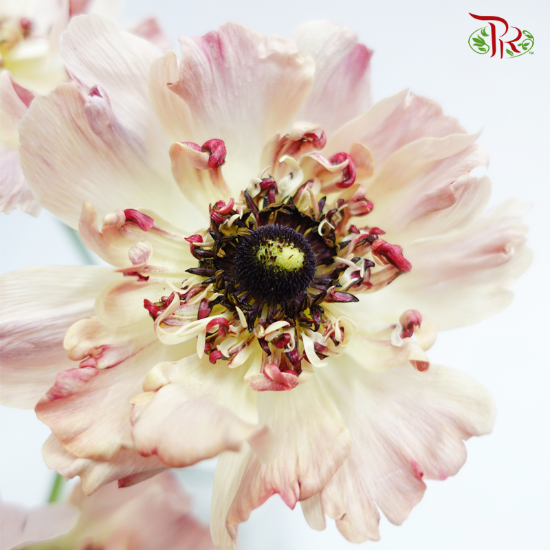 Ranunculus Asiaticus - Charlotte Beige (5 Stems) *Fragile-Beige-Japan-prflorist.com.my