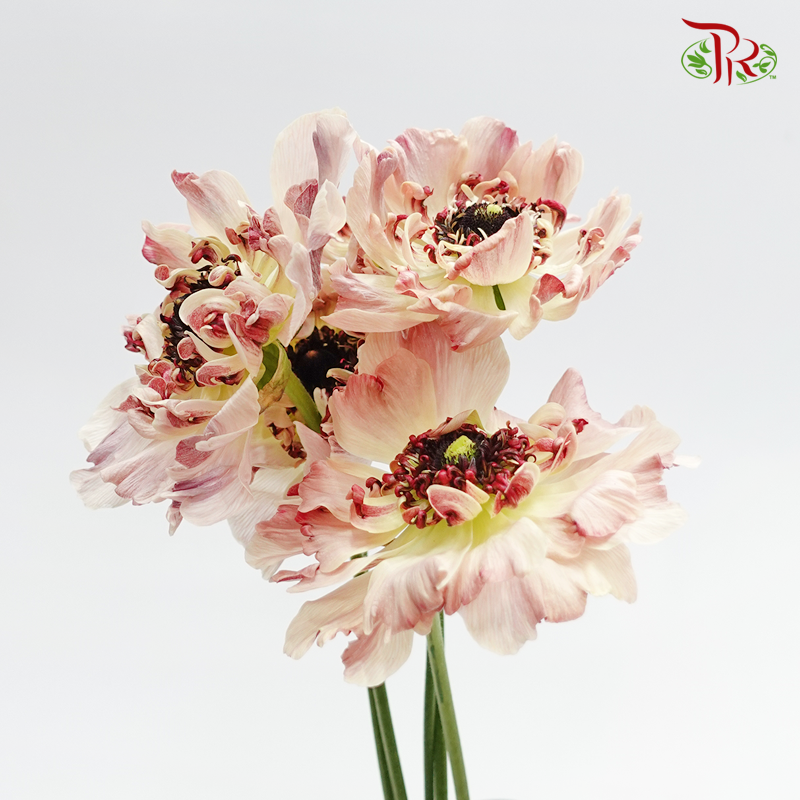 Ranunculus Asiaticus - Charlotte Beige (5 Stems) *Fragile-Beige-Japan-prflorist.com.my