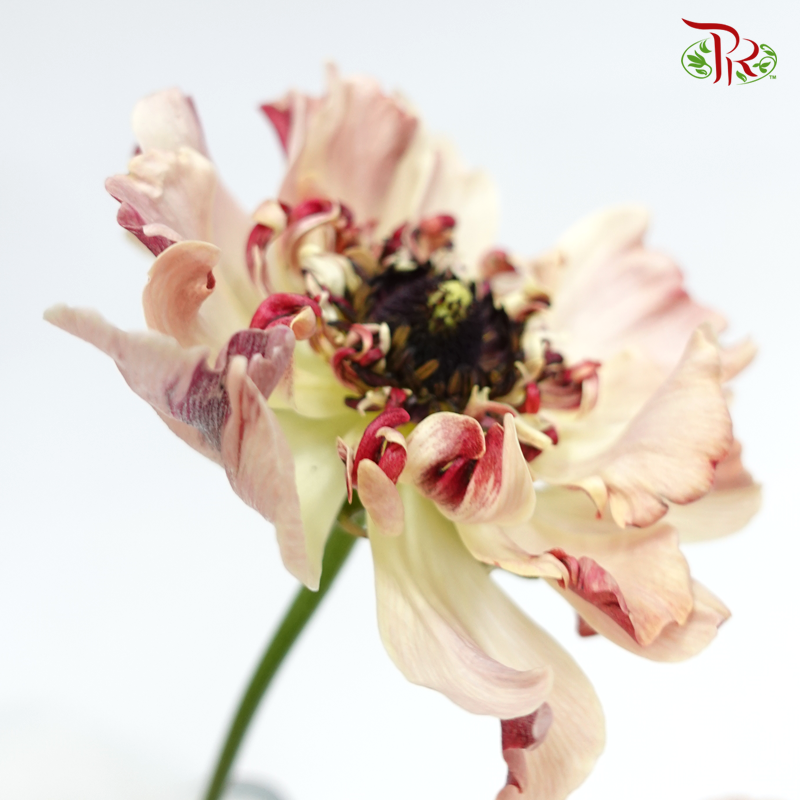 Ranunculus Asiaticus - Charlotte Beige (5 Stems) *Fragile-Beige-Japan-prflorist.com.my