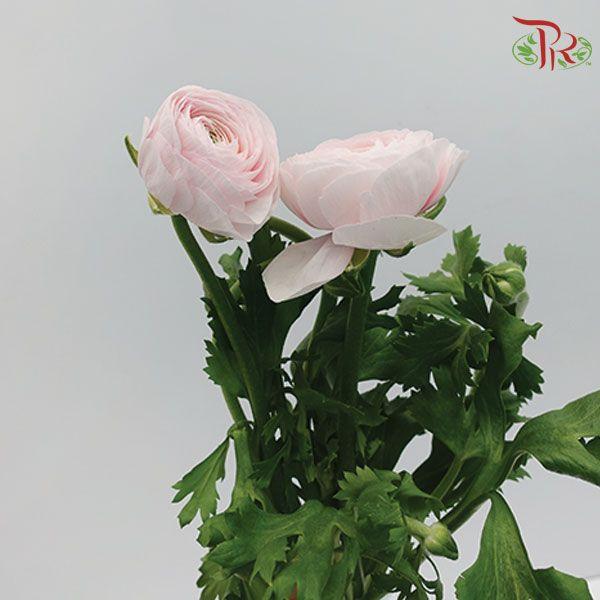 Ranunculus - Blush Pink 1(5 Stems) **Fragile-Japan-prflorist.com.my