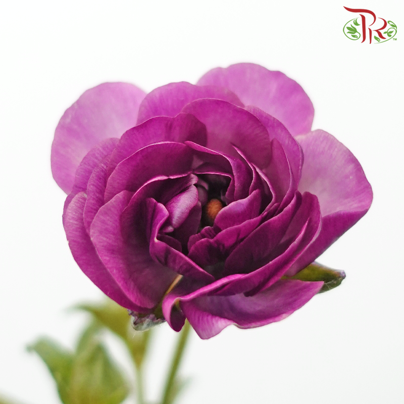 Ranunculus Butterfly - Dark Purple (9-10 Stems) *Fragile-Dark Purple-China-prflorist.com.my