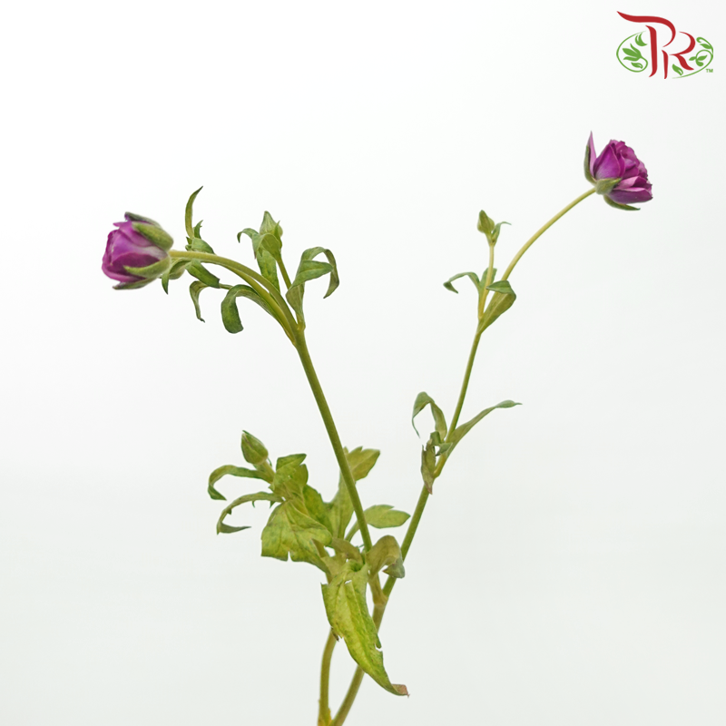 Ranunculus Butterfly - Dark Purple (9-10 Stems) *Fragile-Dark Purple-China-prflorist.com.my