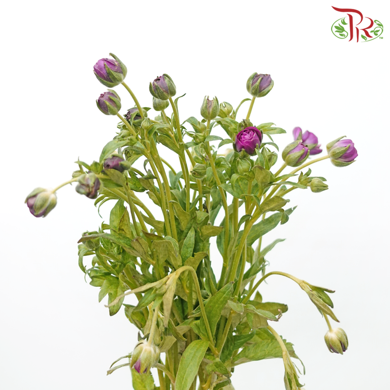 Ranunculus Butterfly - Dark Purple (9-10 Stems) *Fragile-Dark Purple-China-prflorist.com.my