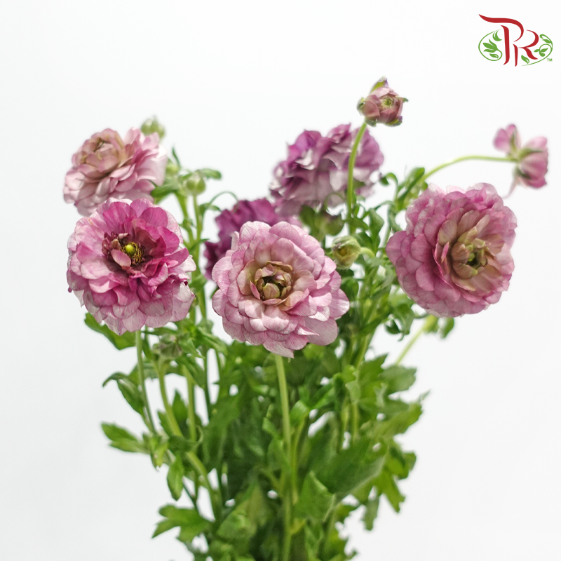Ranunculus Butterfly - Dark Purple (9-10 Stems) *Fragile-Purple-China-prflorist.com.my