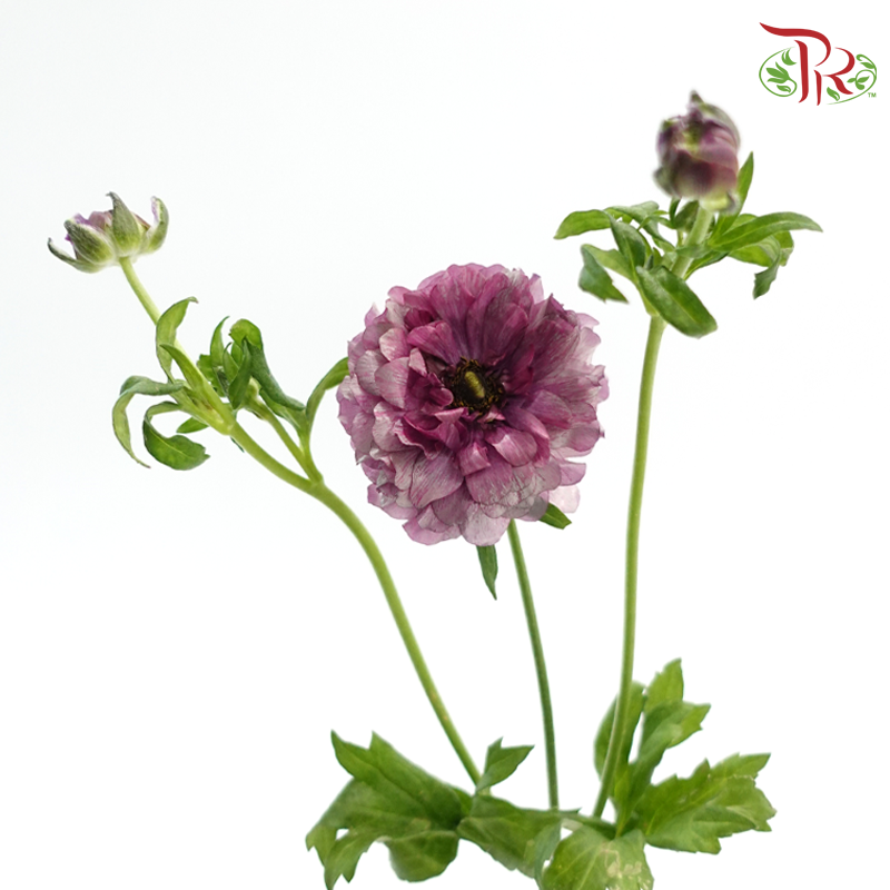 Ranunculus Butterfly - Dark Purple (9-10 Stems) *Fragile-Purple-China-prflorist.com.my