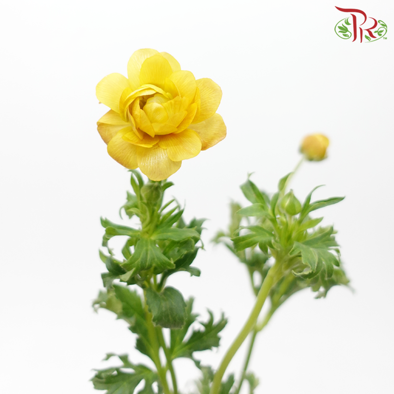 Ranunculus Butterfly
