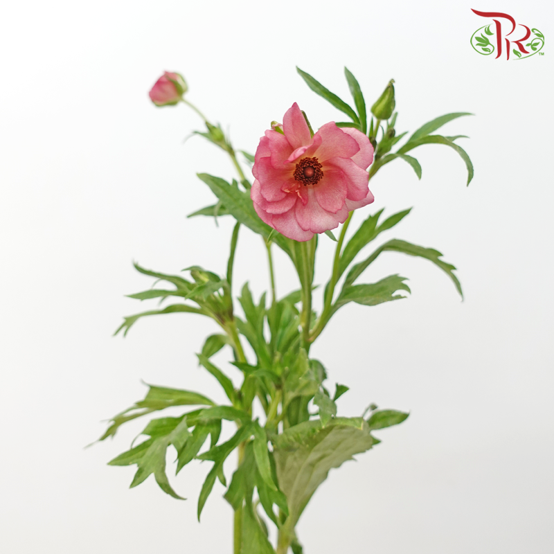 Ranunculus Butterfly - Kobi Pink (5 Stems)*Fragile-Kobi Pink-Kenya-prflorist.com.my