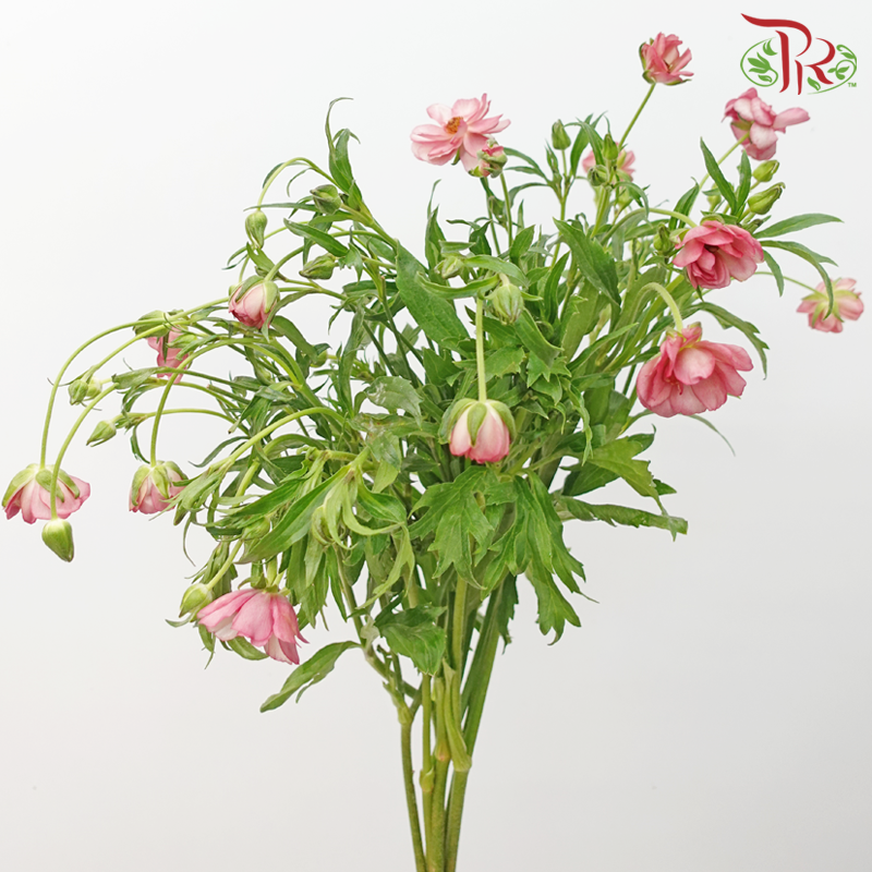Ranunculus Butterfly - Kobi Pink (5 Stems)*Fragile-Kobi Pink-Kenya-prflorist.com.my