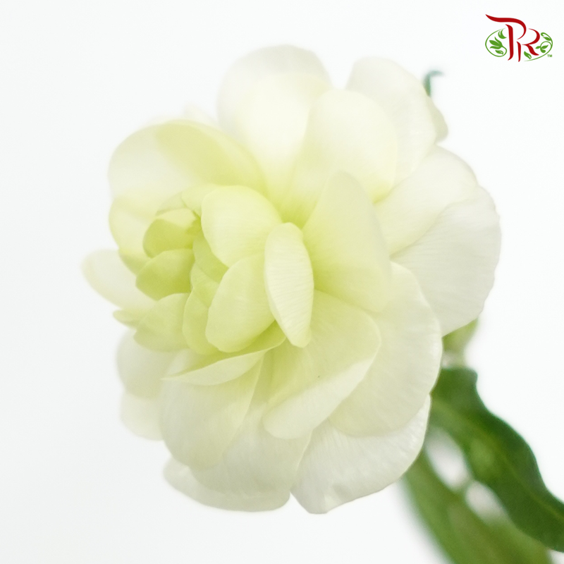 Ranunculus Butterfly - Light Green (10 Stems) *Fragile-Import-prflorist.com.my