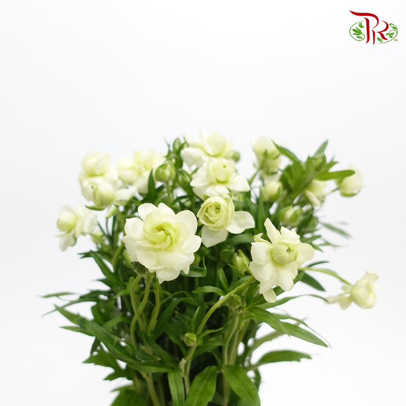 Ranunculus Butterfly - Light Green (10 Stems) *Fragile-Import-prflorist.com.my