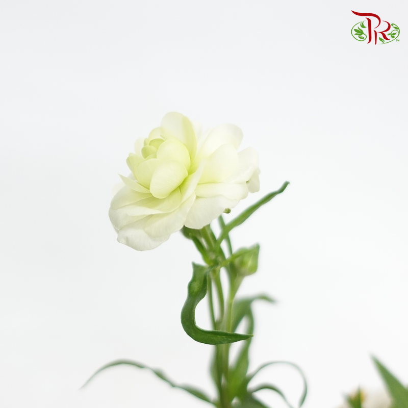 Ranunculus Butterfly - Light Green (10 Stems) *Fragile-Import-prflorist.com.my