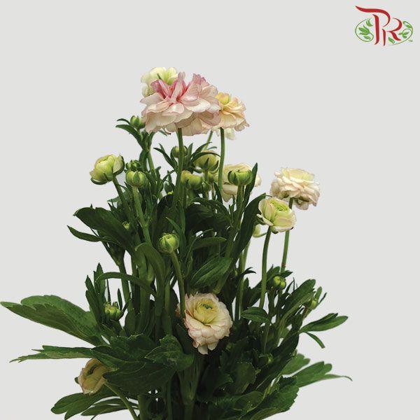 Ranunculus Butterfly - Light Pink (9-10 stems) *Fragile-Peach-China-prflorist.com.my