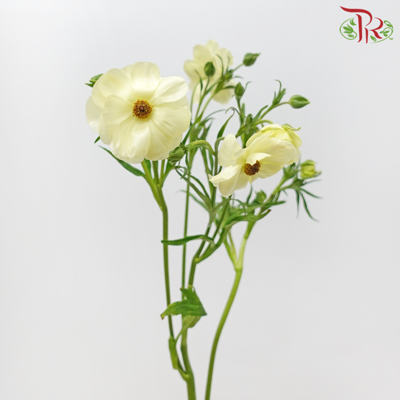 Ranunculus Butterfly - Light Yellow (9-10 Stems) *Fragile-Light Yellow-China-prflorist.com.my