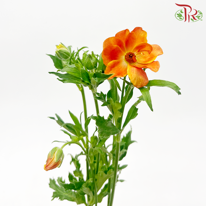 Ranunculus Butterfly - Orange (Per Bunch) ***Fragile-Orange-China-prflorist.com.my
