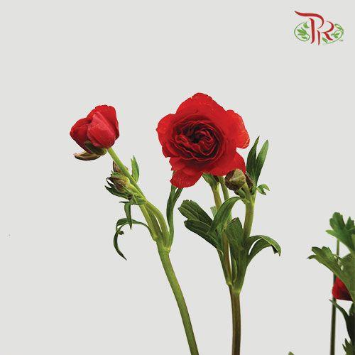 Ranunculus Butterfly - Red (5 Stems) *Fragile-Red-Kenya-prflorist.com.my