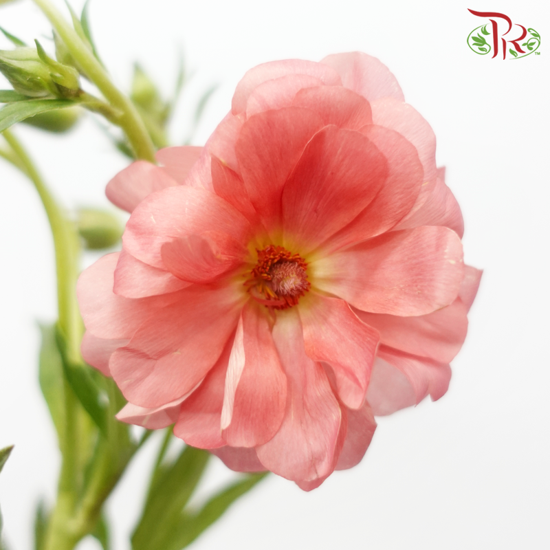 Ranunculus Butterfly - Salmon Pink (Per Bunch) *Fragile-Salmon Pink-China-prflorist.com.my