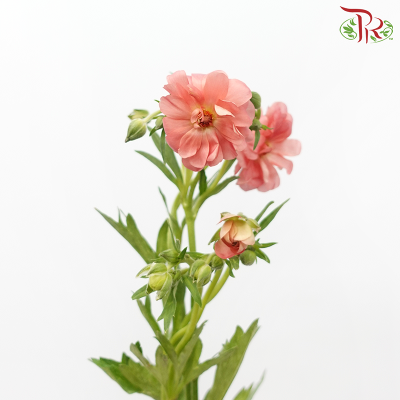 Ranunculus Butterfly - Salmon Pink (Per Bunch) *Fragile-Salmon Pink-China-prflorist.com.my