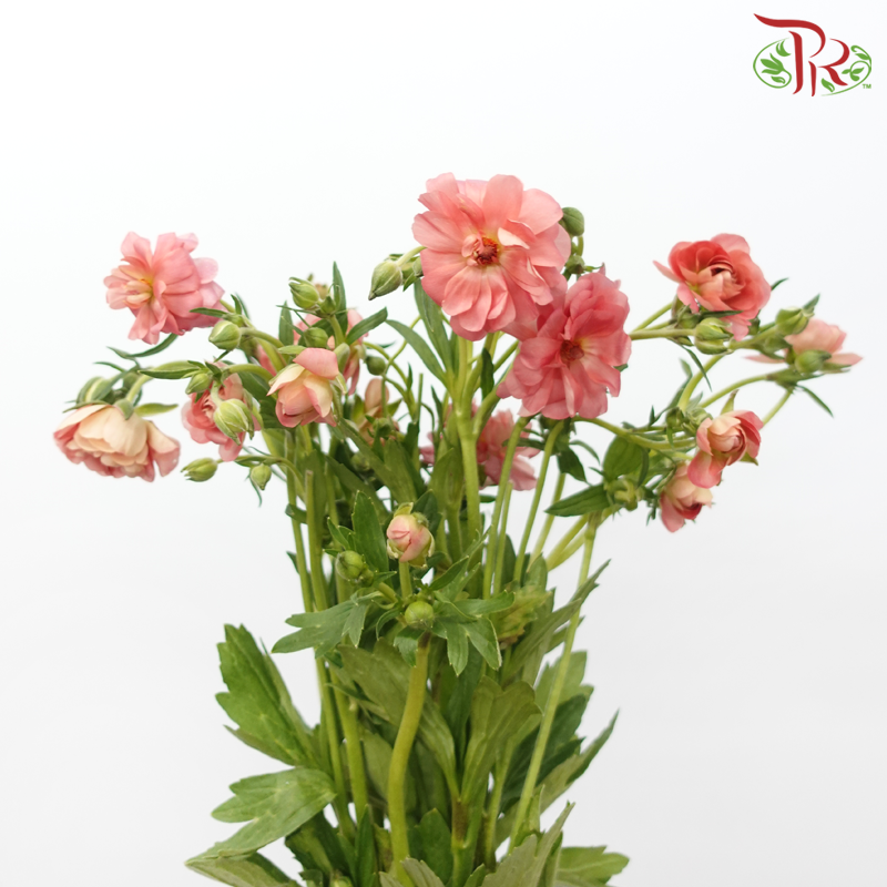 Ranunculus Butterfly - Salmon Pink (Per Bunch) *Fragile-Salmon Pink-China-prflorist.com.my