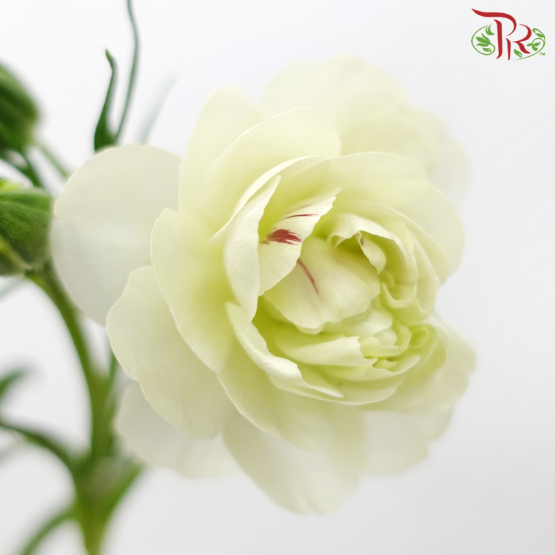 Ranunculus Butterfly - White (9-10 stems) *Fragile-White-China-prflorist.com.my