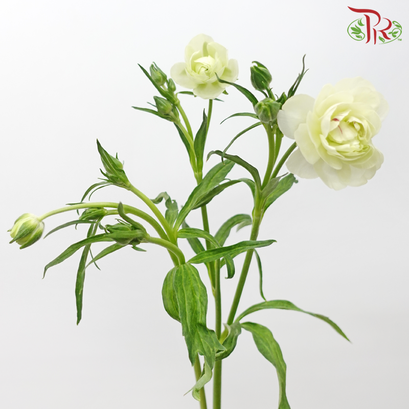 Ranunculus Butterfly - White (9-10 stems) *Fragile-White-China-prflorist.com.my