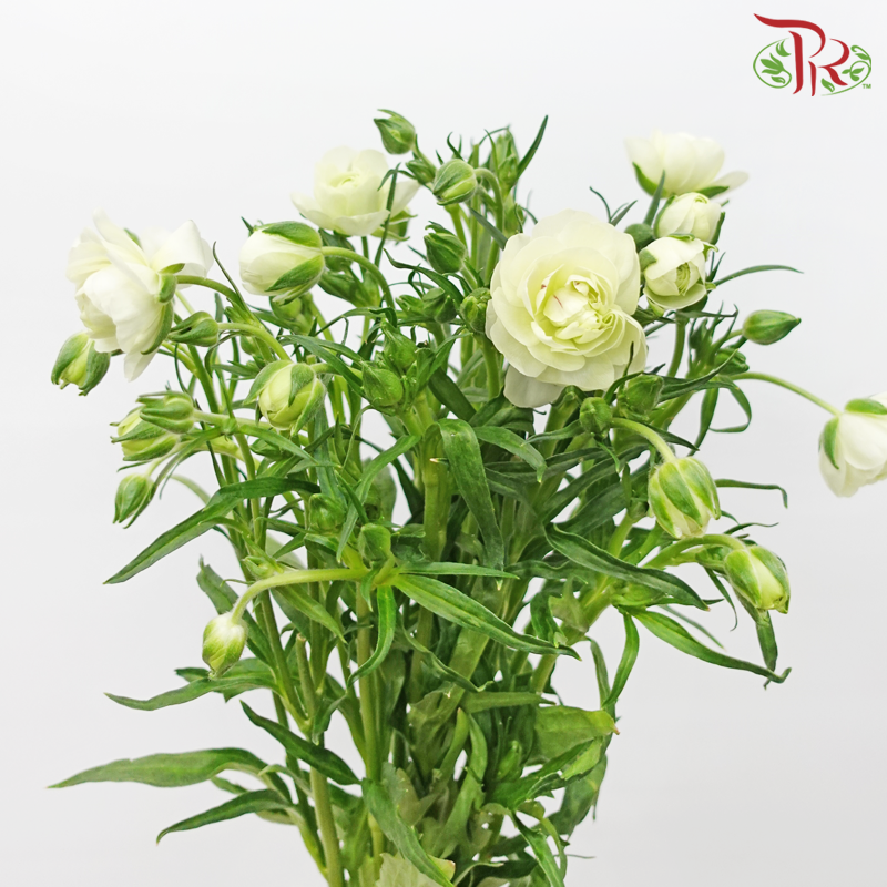 Ranunculus Butterfly - White (9-10 stems) *Fragile-White-China-prflorist.com.my