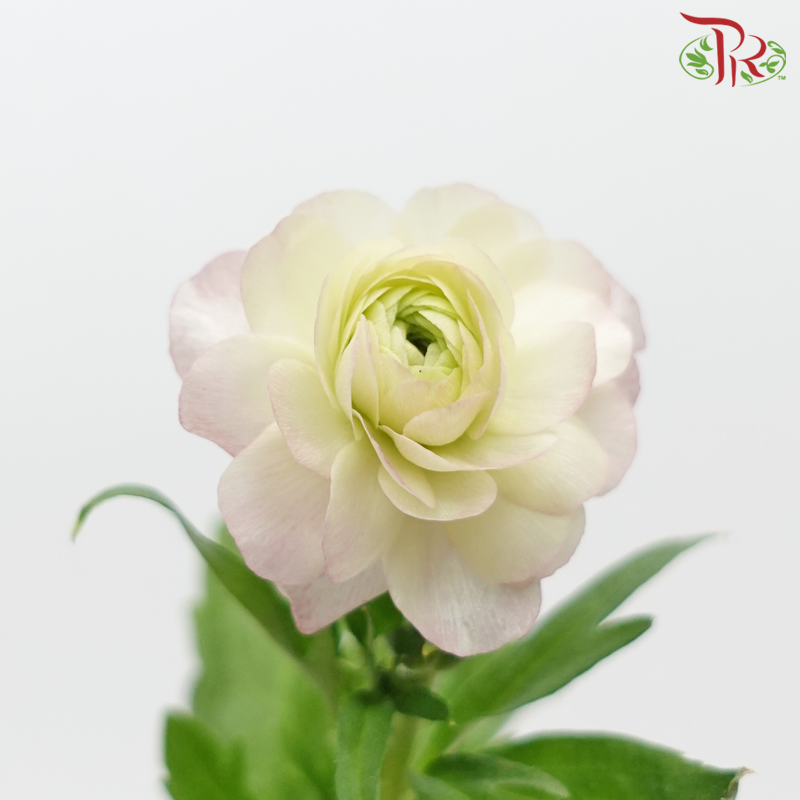 Ranunculus Butterfly - White Off Green Blush Pink (Per Bunch) ***Fragile-White Off Green-China-prflorist.com.my