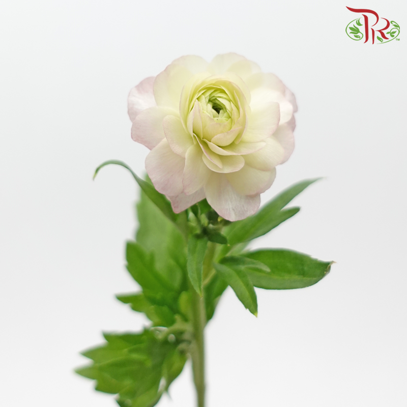 Ranunculus Butterfly - White Off Green Blush Pink (Per Bunch) ***Fragile-White Off Green-China-prflorist.com.my