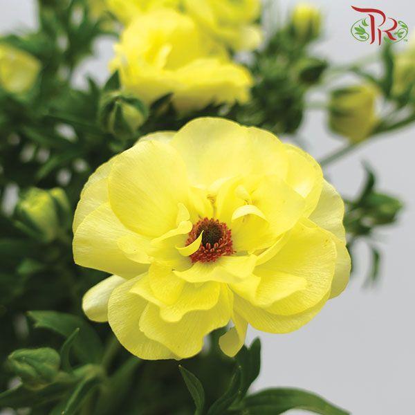 Ranunculus Butterfly - Yellow (Per Bunch) *Fragile-Yellow-Kenya-prflorist.com.my
