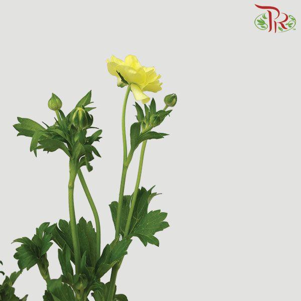 Ranunculus Butterfly - Yellow (Per Bunch) *Fragile-Yellow-Kenya-prflorist.com.my