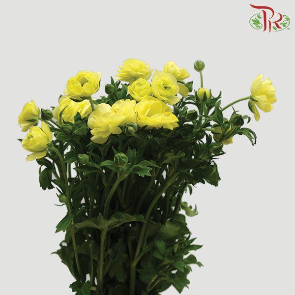 Ranunculus Butterfly - Yellow (Per Bunch) *Fragile-Yellow-Netherland-prflorist.com.my