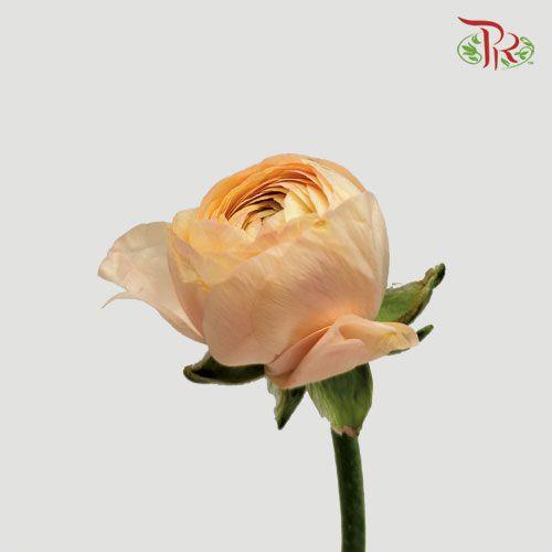 Ranunculus - Champagne (5 Stems) *FRAGILE-Champagne-Netherland-prflorist.com.my