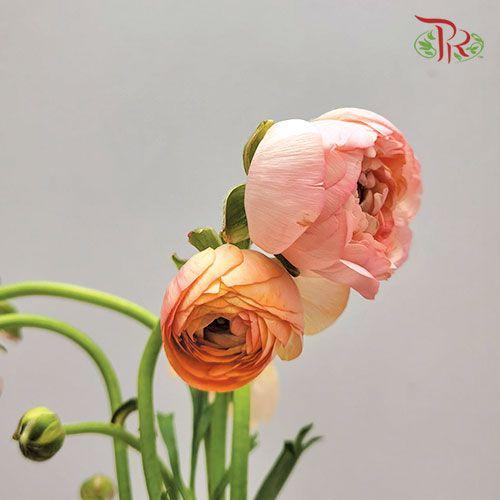 Ranunculus - Champagne (5 Stems) *FRAGILE-Champagne-Netherland-prflorist.com.my