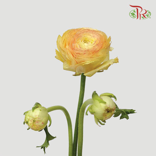 Ranunculus - Champagne-10 Stems **Fragile - Pudu Ria Florist